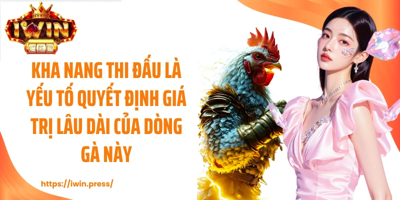 Khả năng thi đấu là yếu tố quyết định giá trị lâu dài của dòng gà này